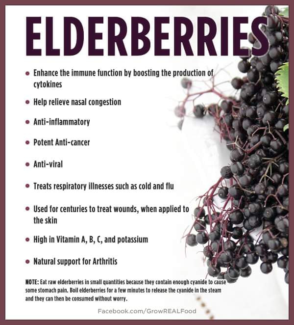 Organic Elderberry Juice Powder