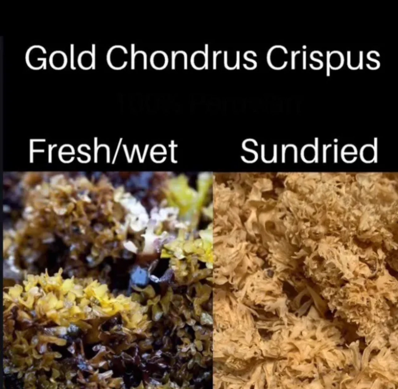 Chondrus Dr Sebi Sea Moss High Mineral Content Real Wildcrafted Sea Moss from the rocks- Gold