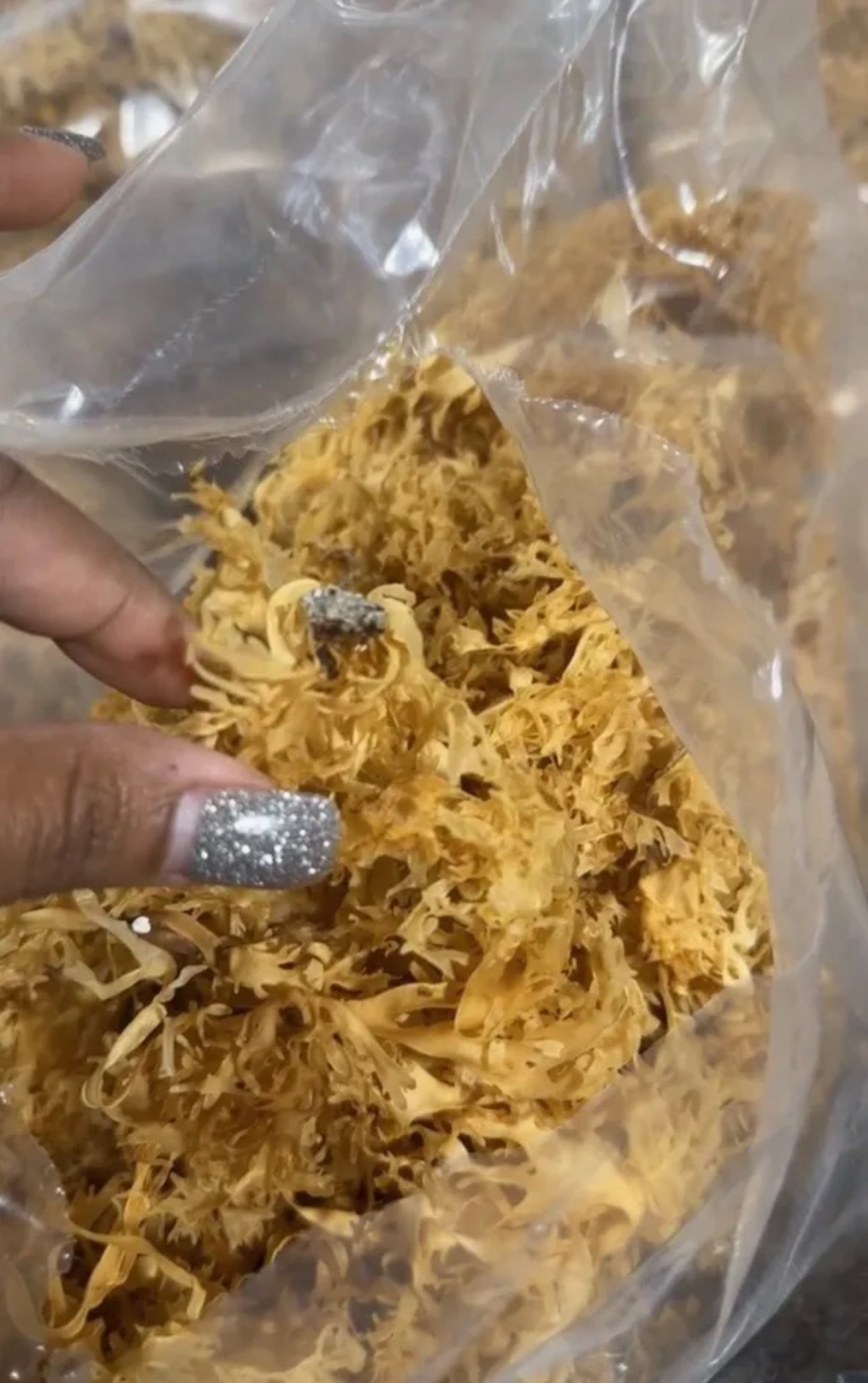 Chondrus Dr Sebi Sea Moss High Mineral Content Real Wildcrafted Sea Moss from the rocks- Gold