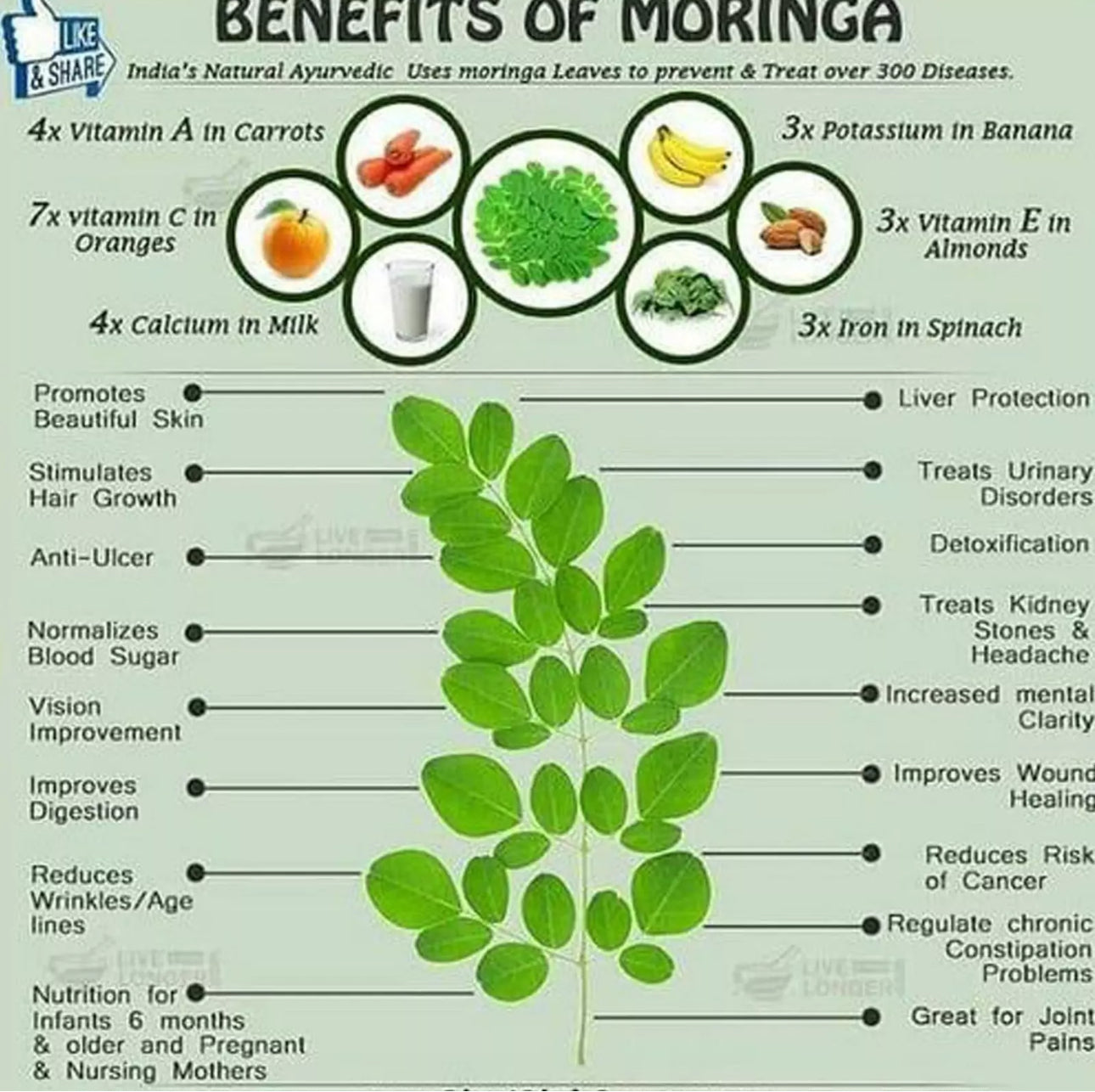 Bulk- Organic Moringa powder