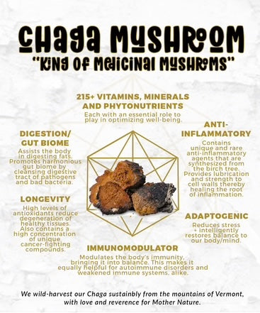 Chaga Mushroom Powder Inonotus obliquus