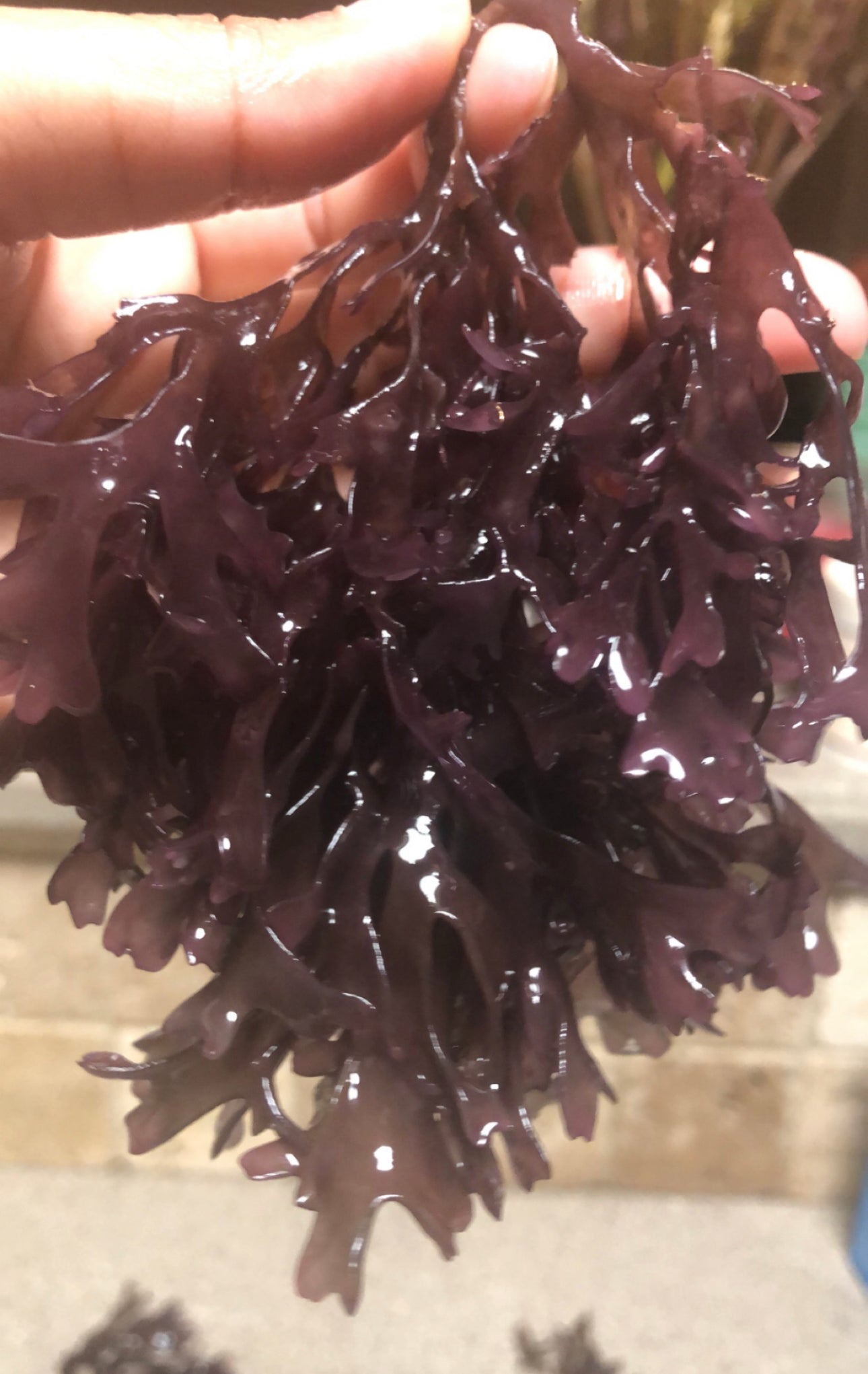 Purple Chondrus Dr Sebi Sea Moss High Mineral Content Real Wildcrafted Sea Moss from the rocks-