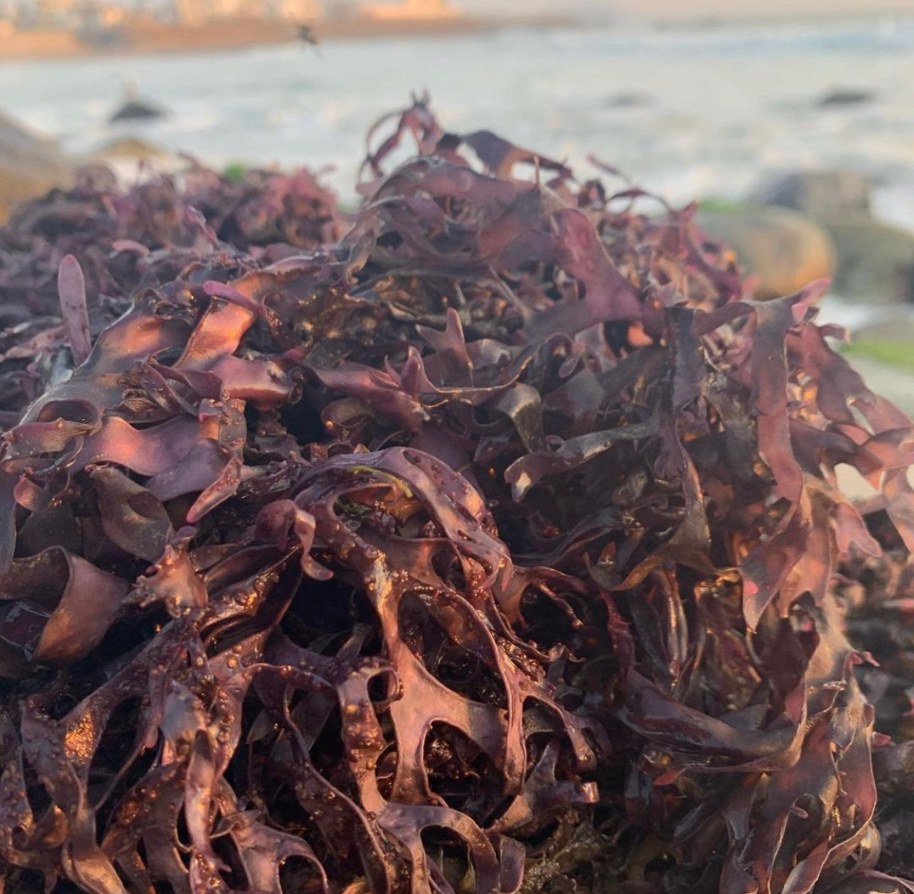 Purple Chondrus Dr Sebi Sea Moss High Mineral Content Real Wildcrafted Sea Moss from the rocks-