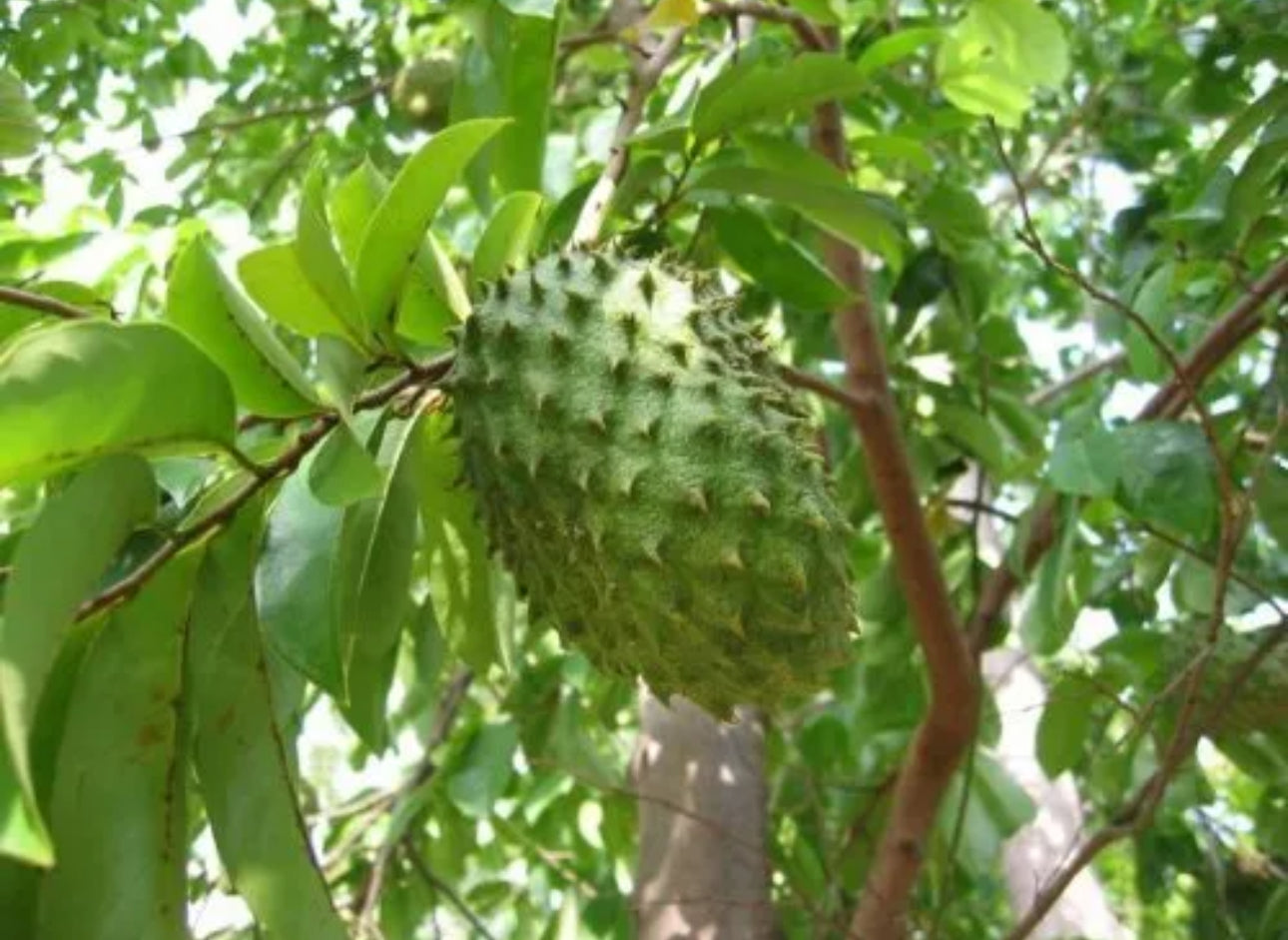 Organic soursop leaf Powder