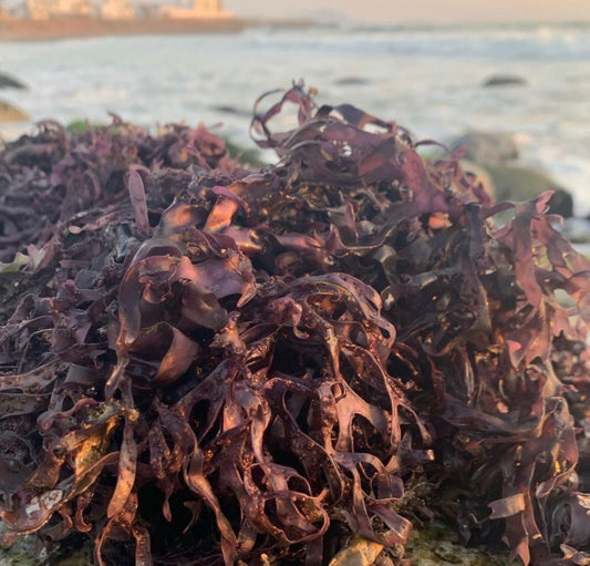 Purple Chondrus Dr Sebi Sea Moss High Mineral Content Real Wildcrafted Sea Moss from the rocks-