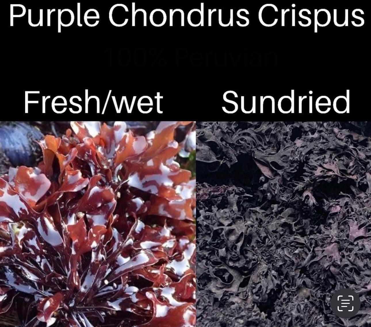 Purple Chondrus Dr Sebi Sea Moss High Mineral Content Real Wildcrafted Sea Moss from the rocks-