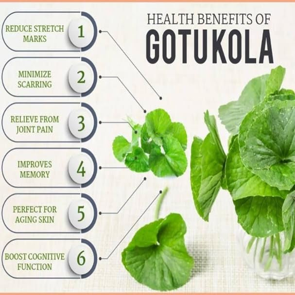 Organic Gotu Kola Powder