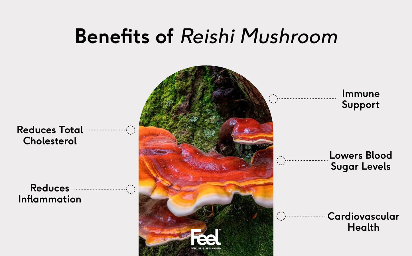 Reishi Mushroom Powder  (Ganoderma Siense Fungus)