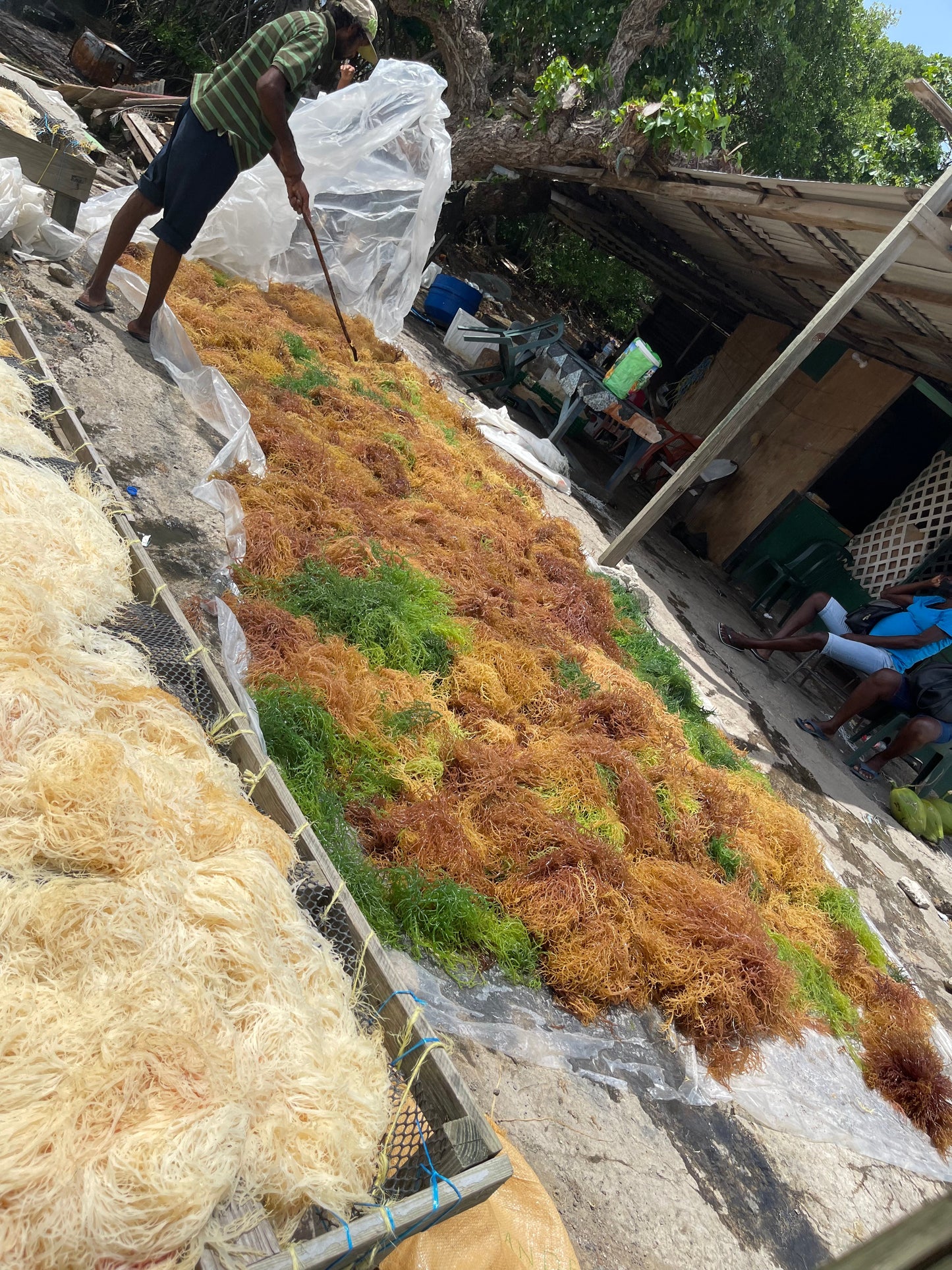 Wildcrafted Sea Moss from the pristine waters of St. Lucia