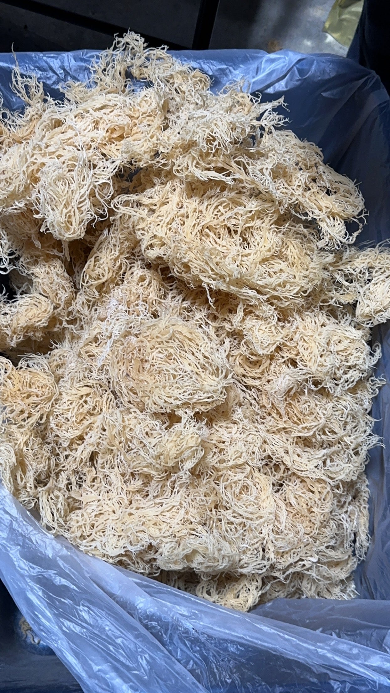 Wildcrafted Sea Moss from the pristine waters of St. Lucia