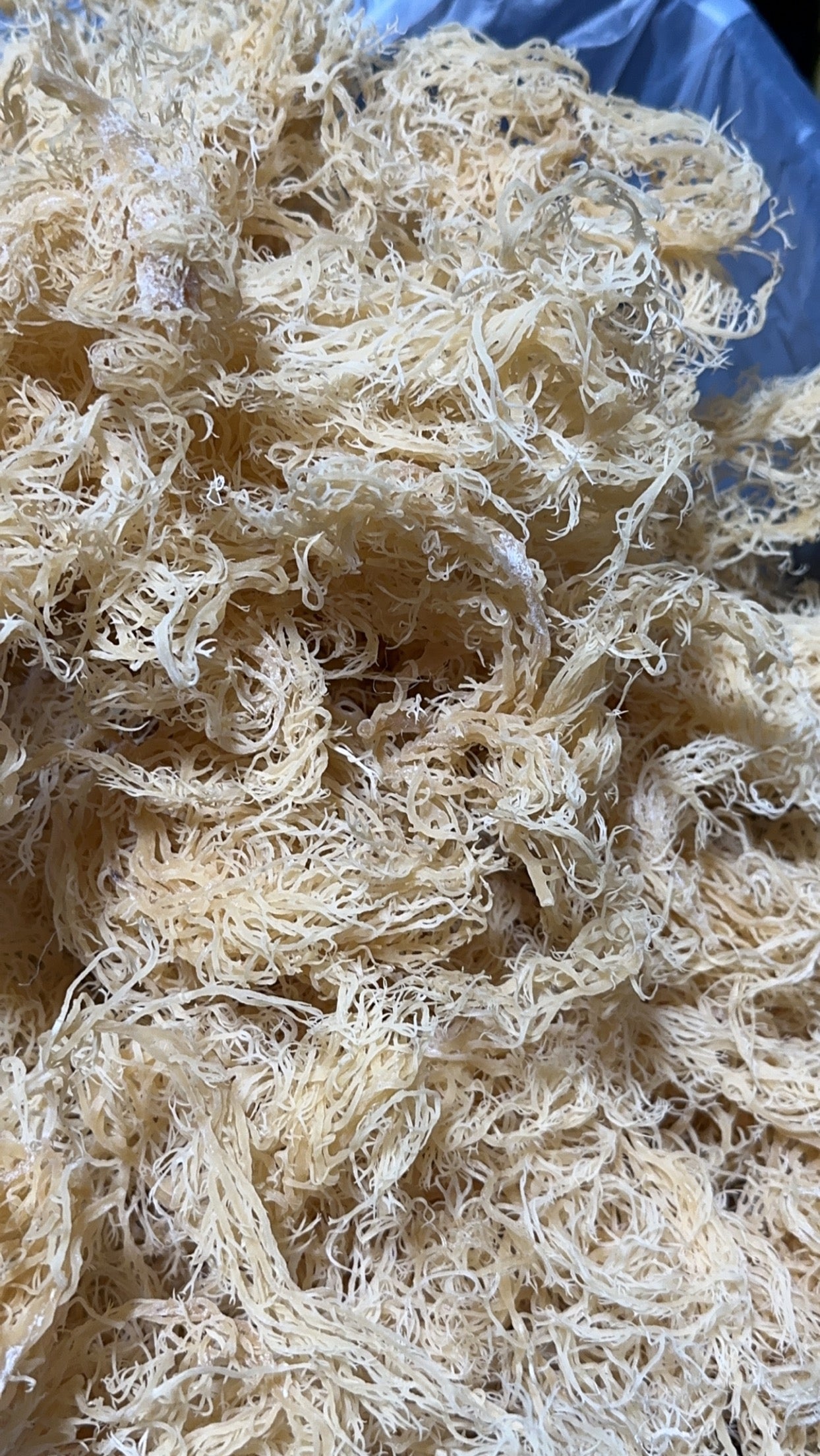 Wildcrafted Sea Moss from the pristine waters of St. Lucia