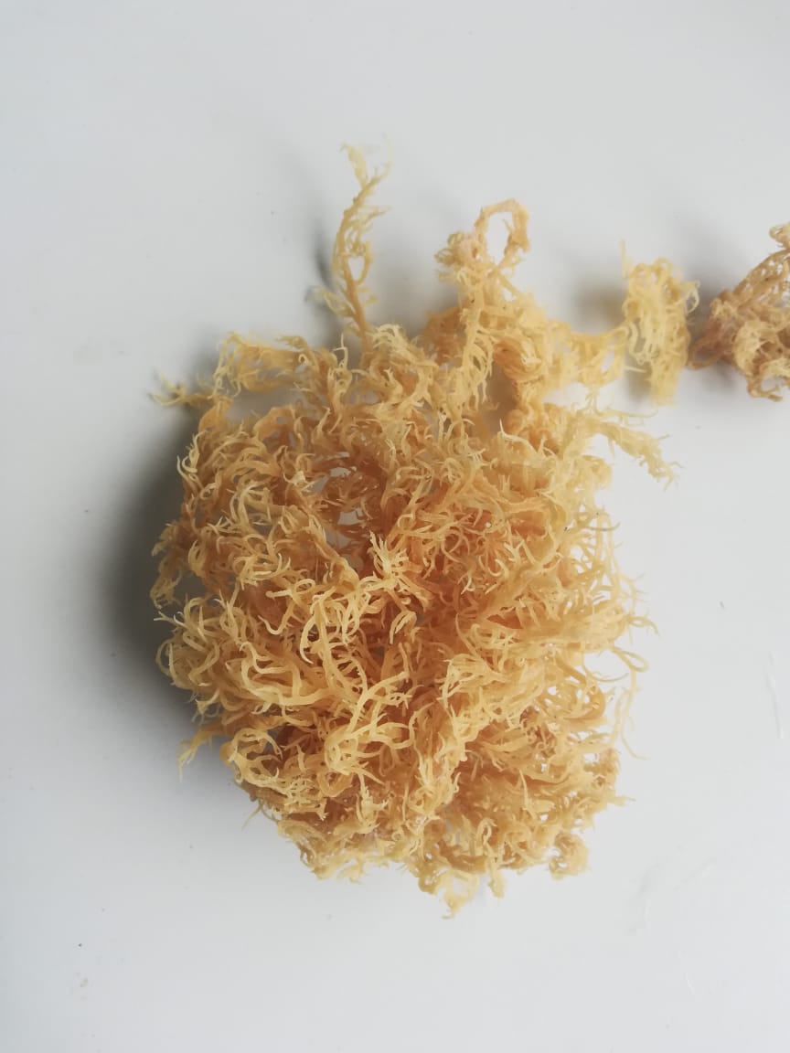 Wildcrafted Sea Moss from the pristine waters of St. Lucia