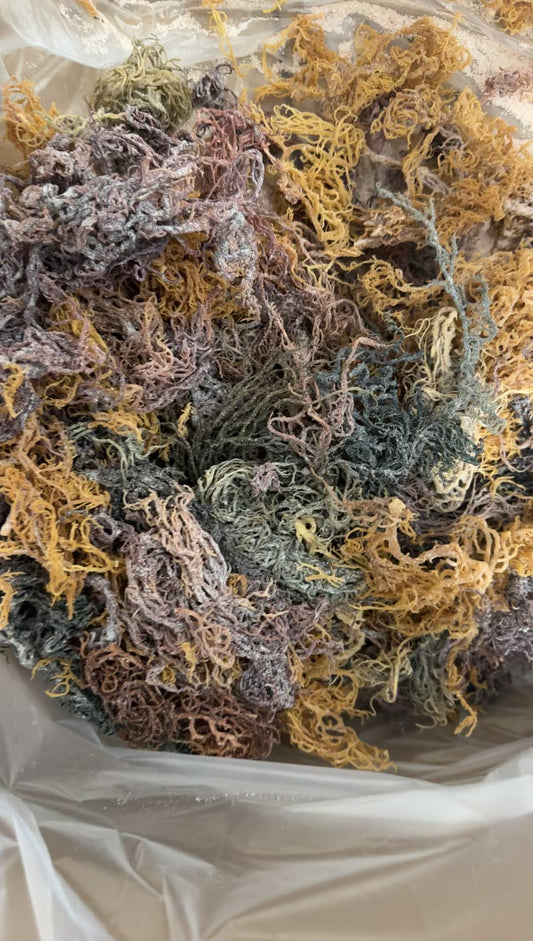 Multi Color Wildcrafted Sea Moss- Limited!!!