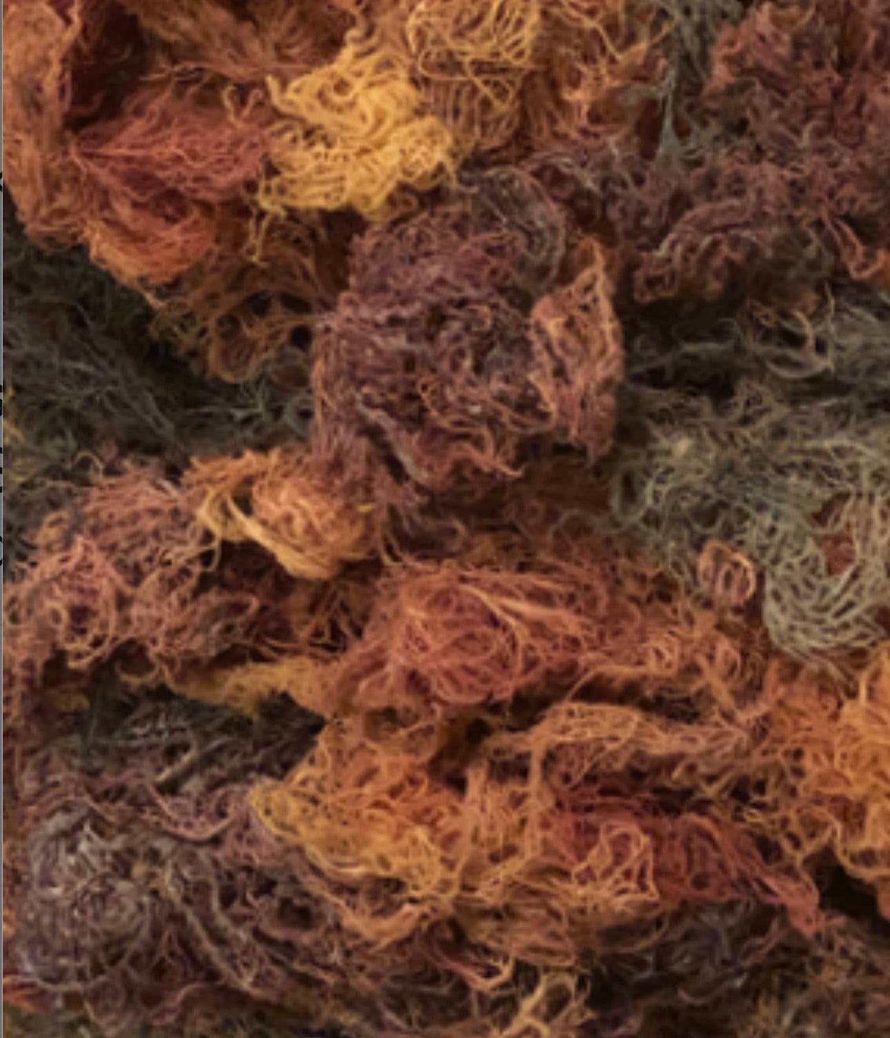 Multi Color Wildcrafted Sea Moss- Limited!!!